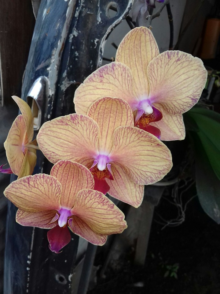 orchide