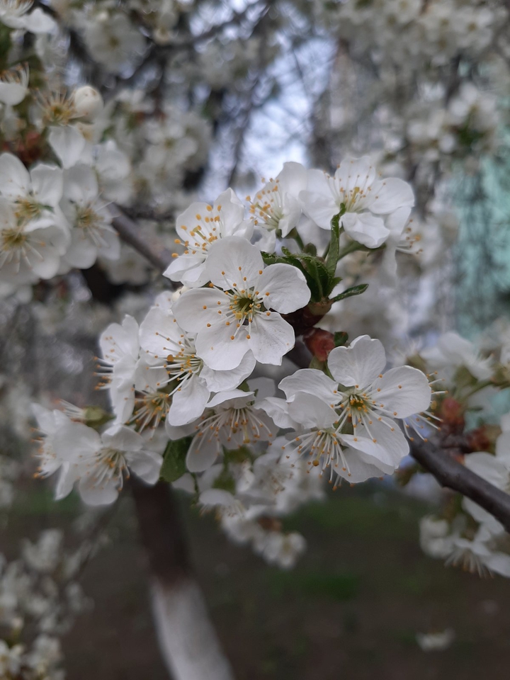Bloom