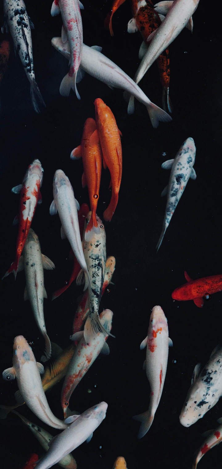 Koi Fish