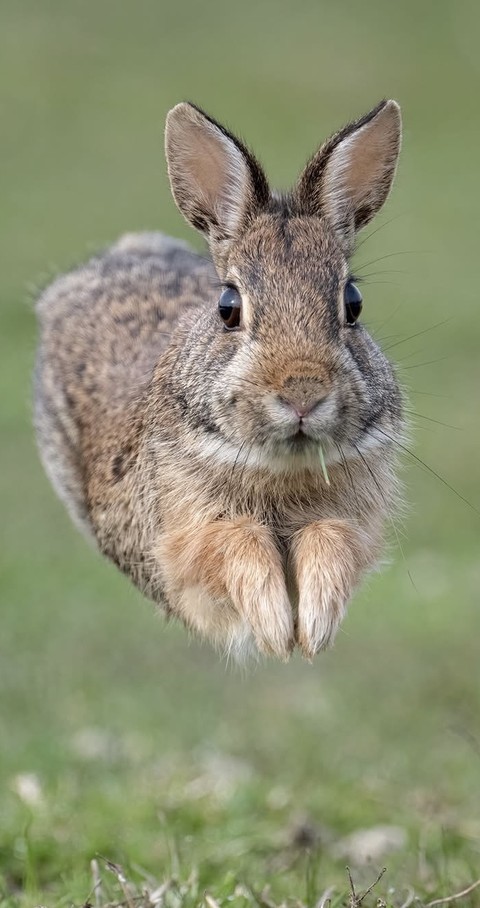 тапети wildlife, Rabbit