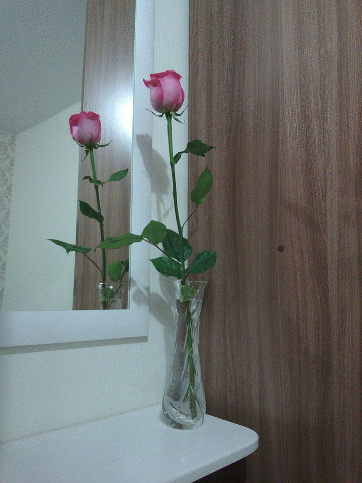 Розовая роза.