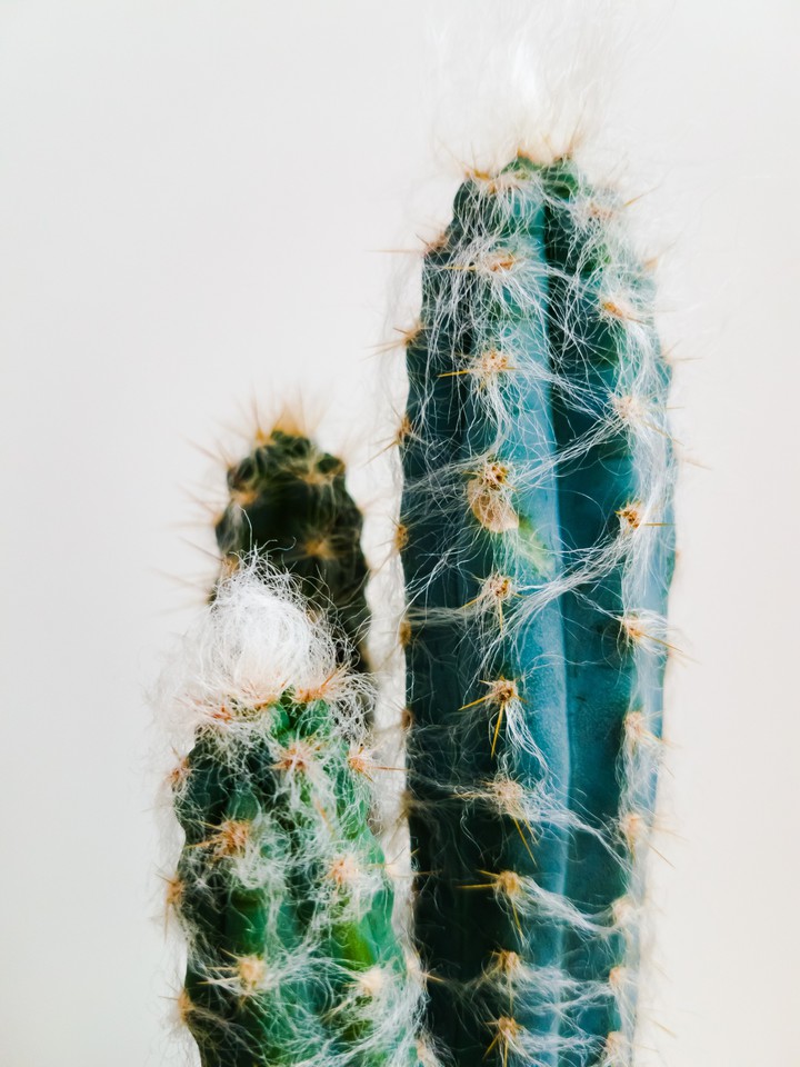 Cactus