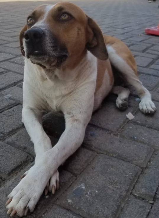 perro de calle