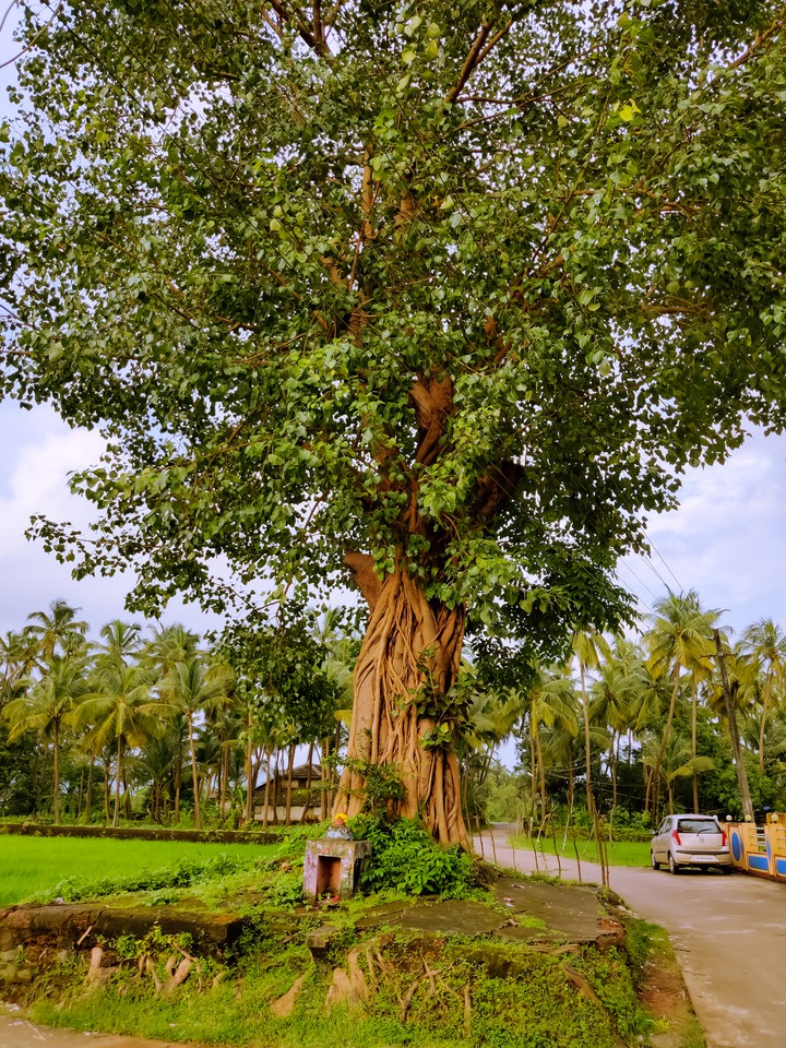 Banyan Tree