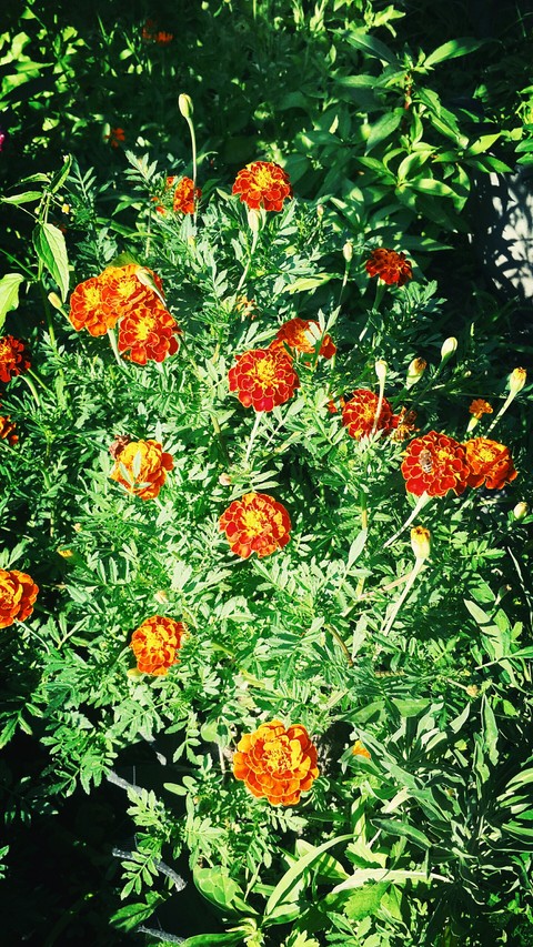 flowers