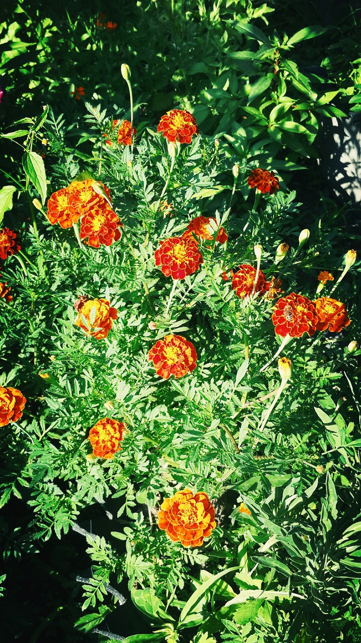 flowers