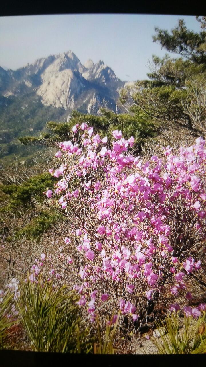 북한산진달래
