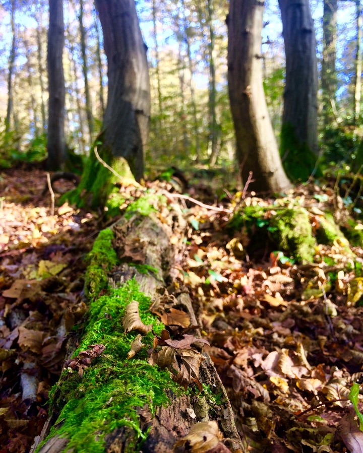 forest
