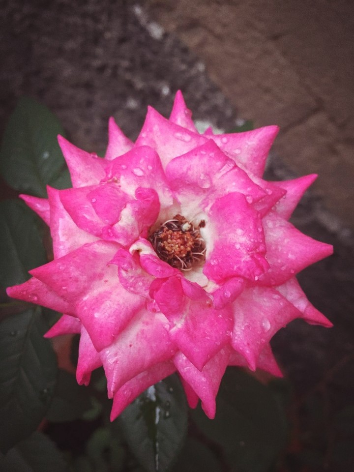 pink rose
