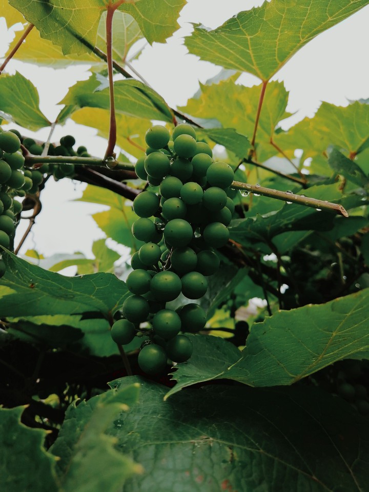 Grape