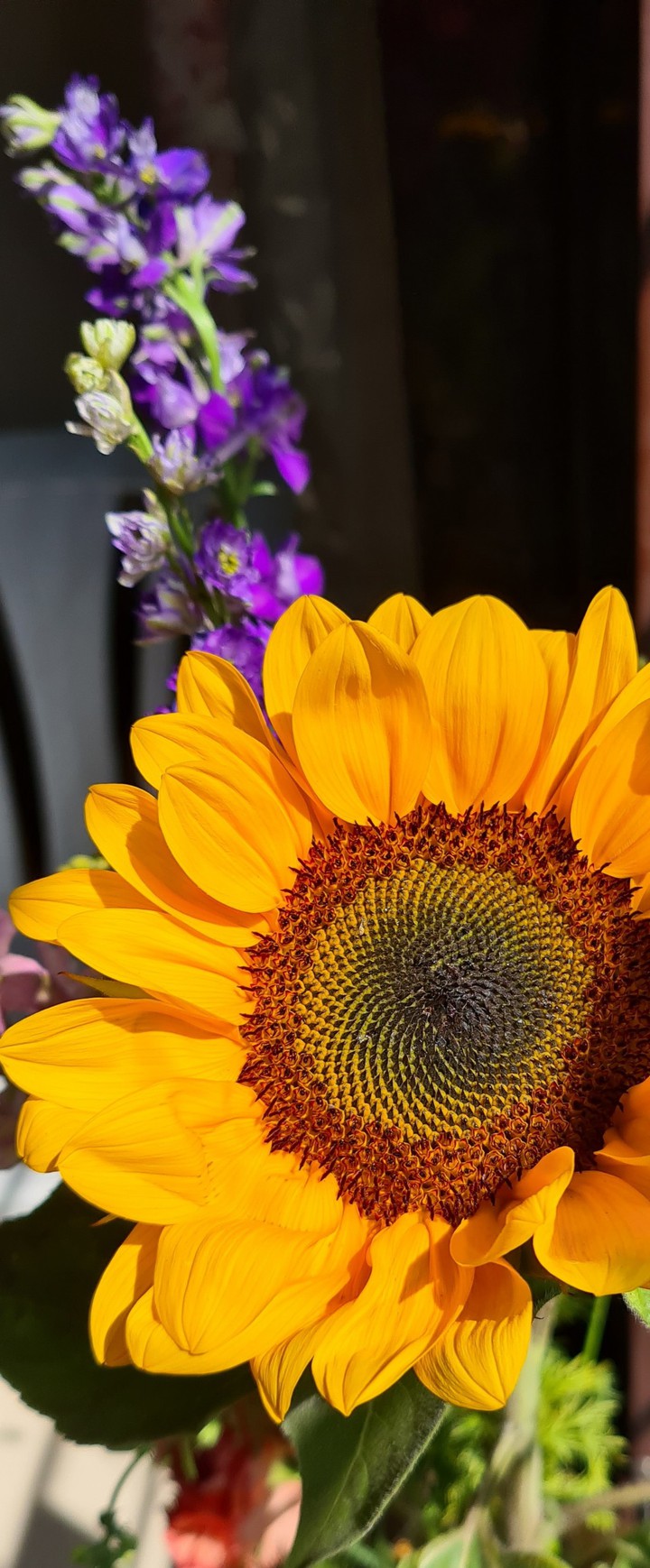 sunflower