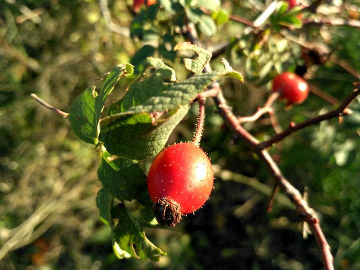 rosehip