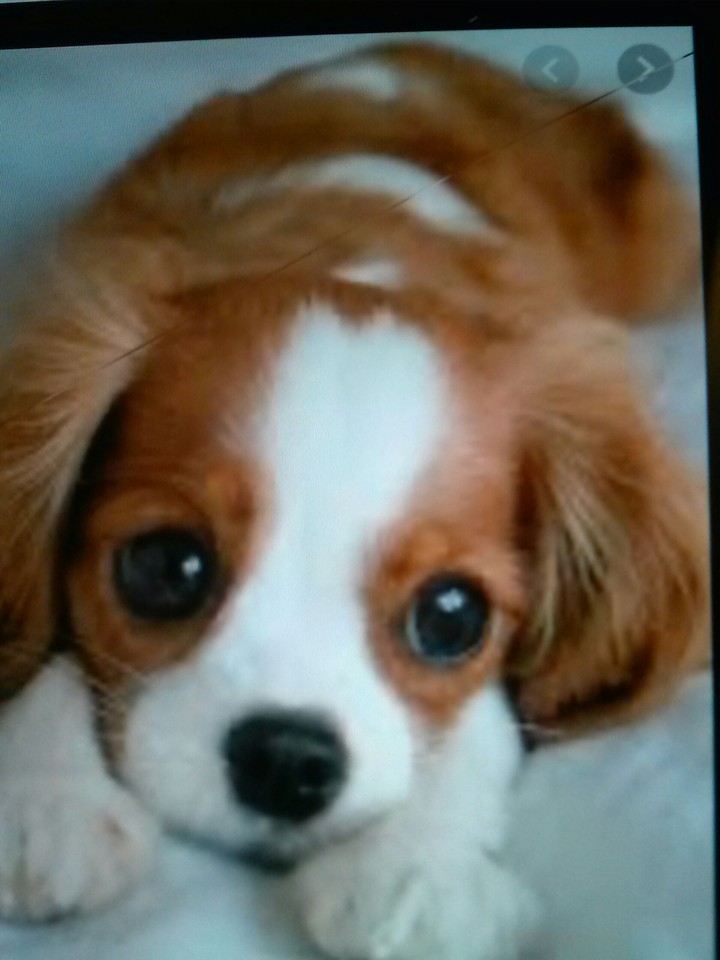 dogd