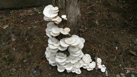 Button Mushroom