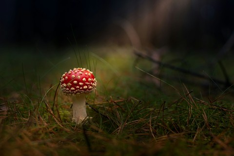 mushroom sunbath