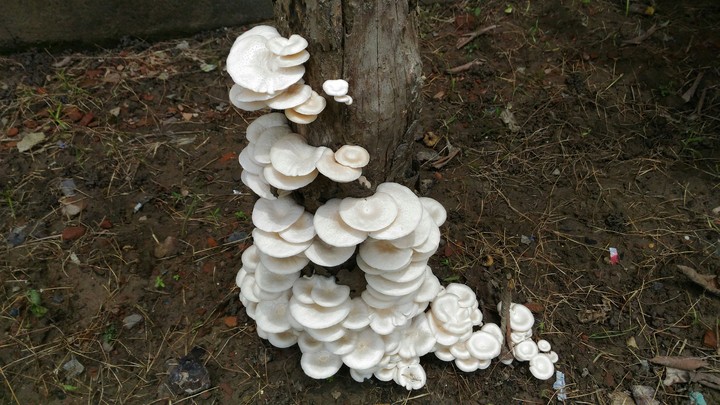 Button Mushroom