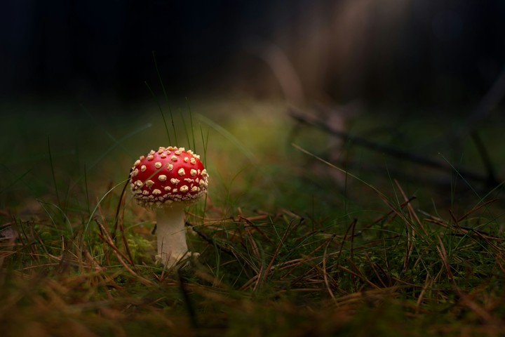 mushroom sunbath