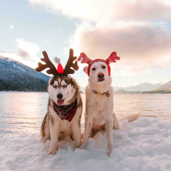 two dogs