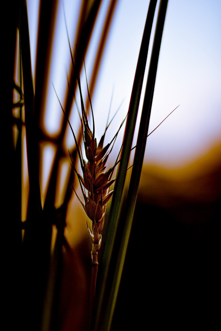 Wheat plant