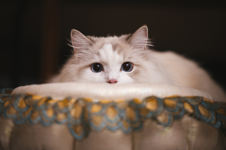 cat