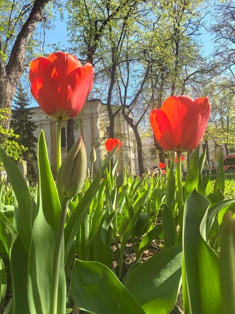 sfondi spring, Garden