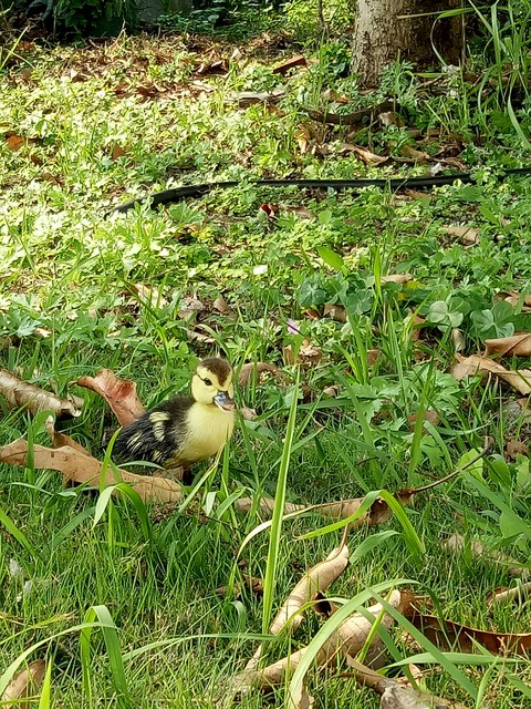Duckling