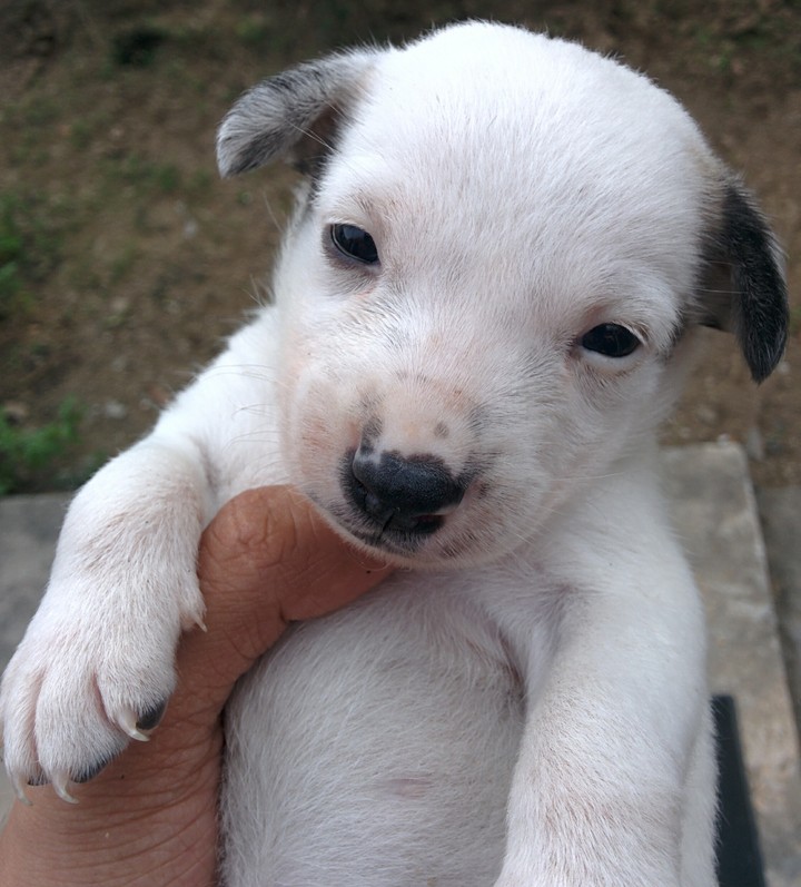 Hello Hooman 