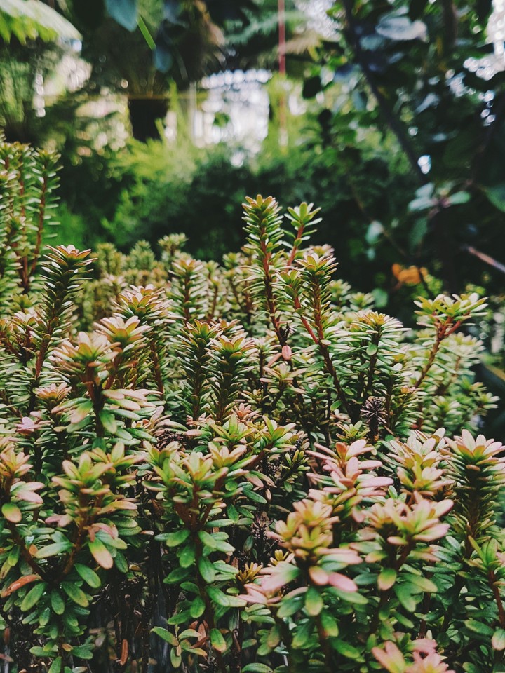 Grass