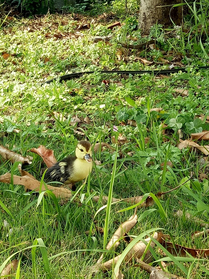 Duckling