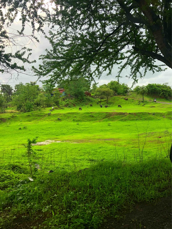 Cattle Field