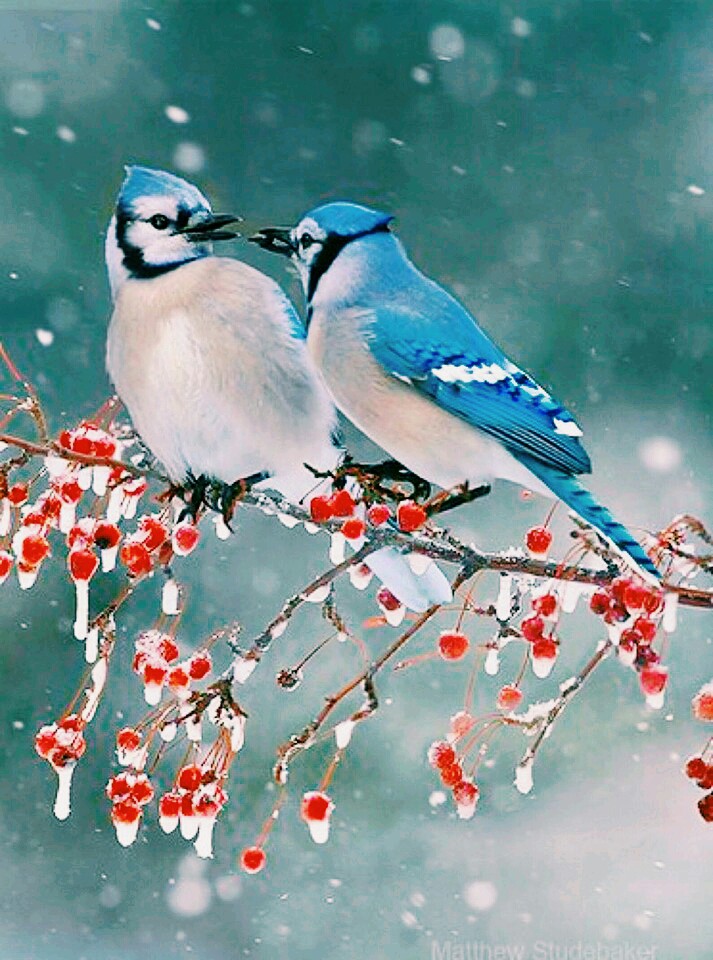 birds