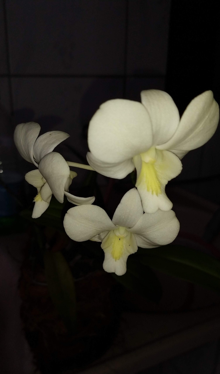 Orquídeas
