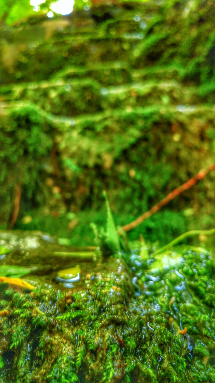 Nature