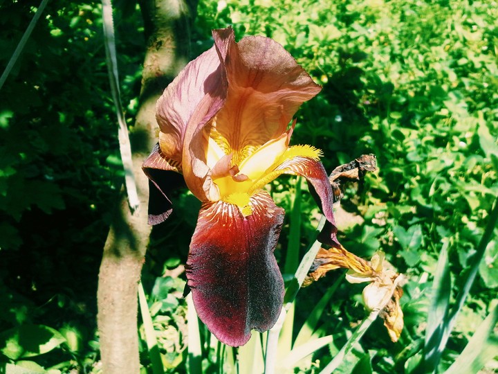 beautiful iris