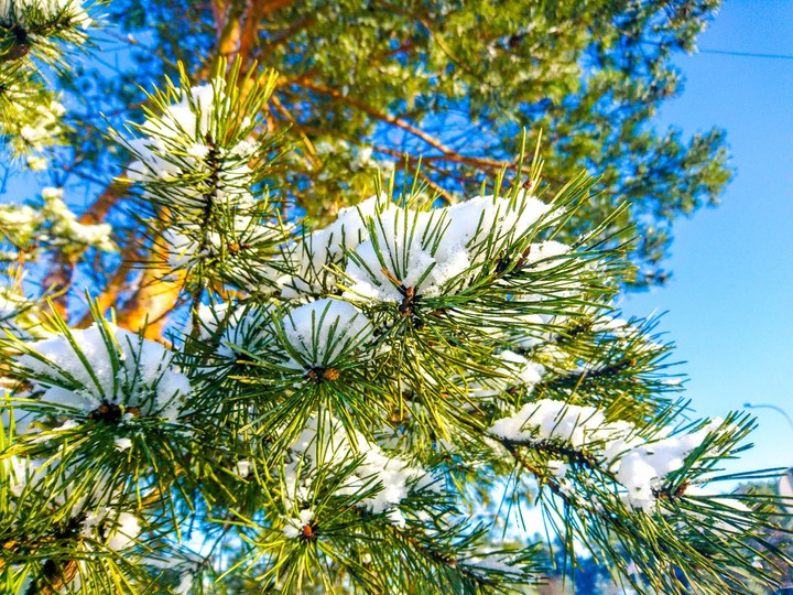 Winter nature