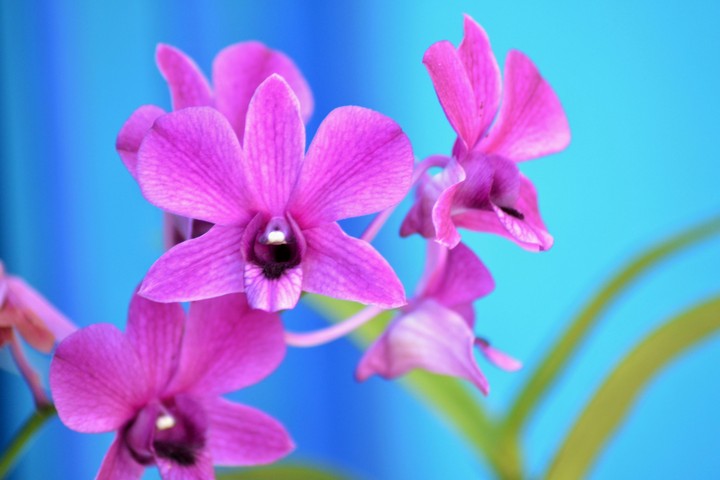 Orchid