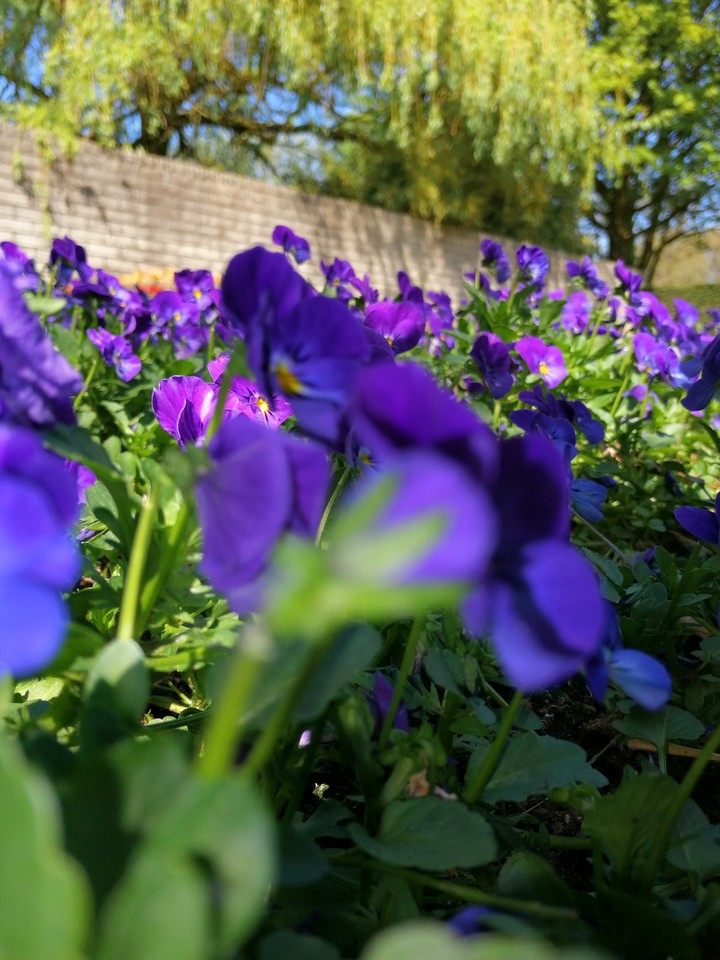 Flowers