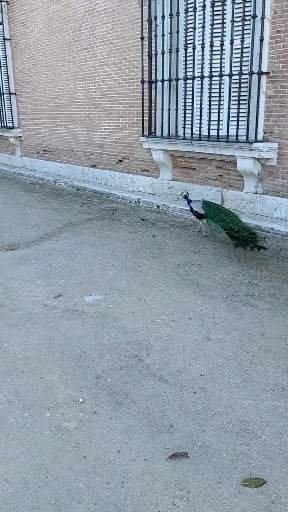 Animal