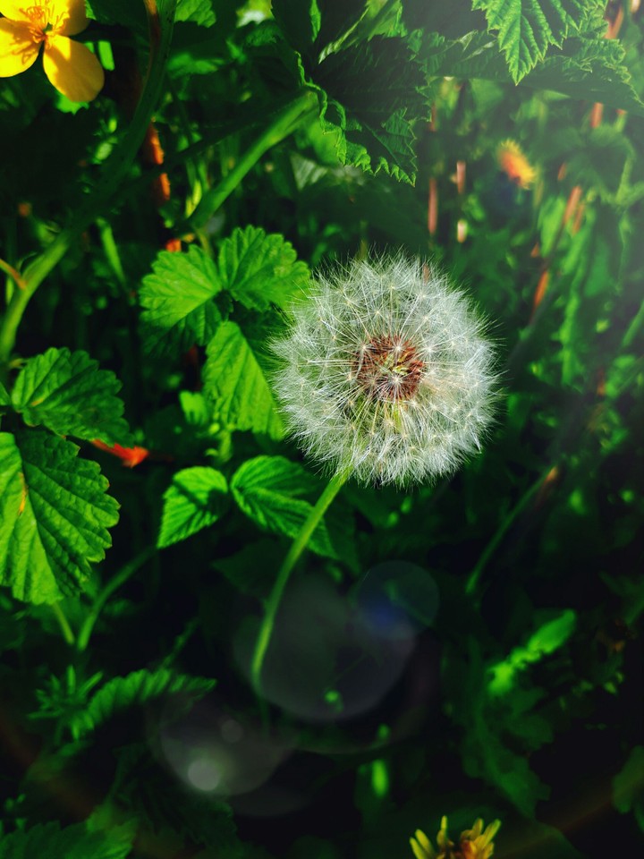 Blowball and green grass