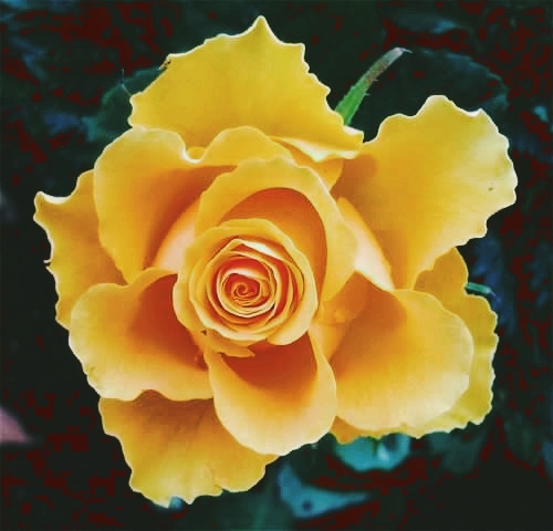 yellow rose