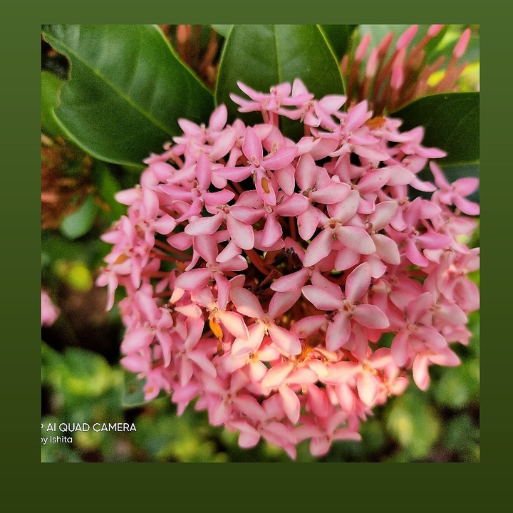 southing Flower