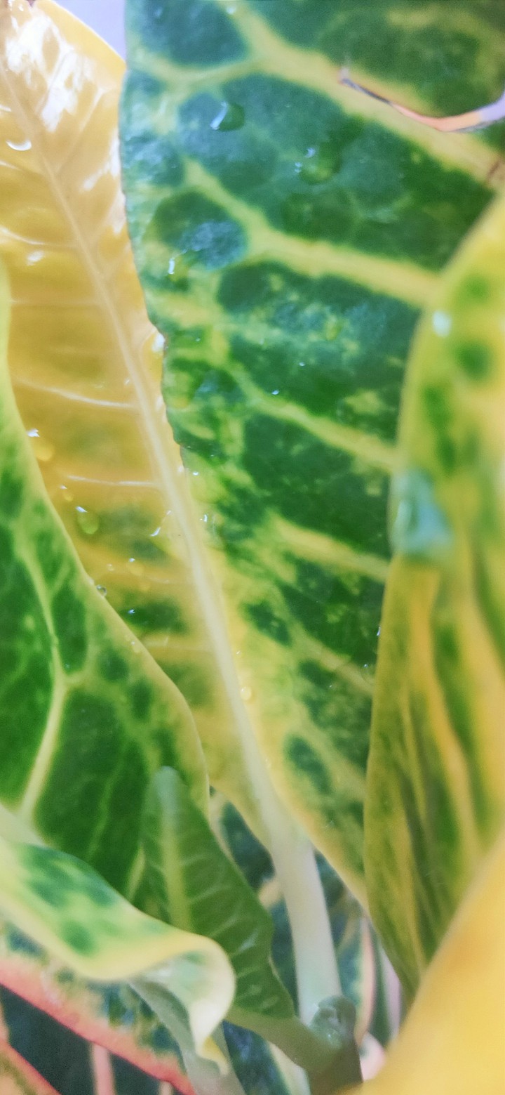 leaves