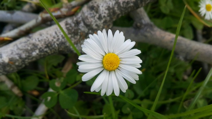Daisy