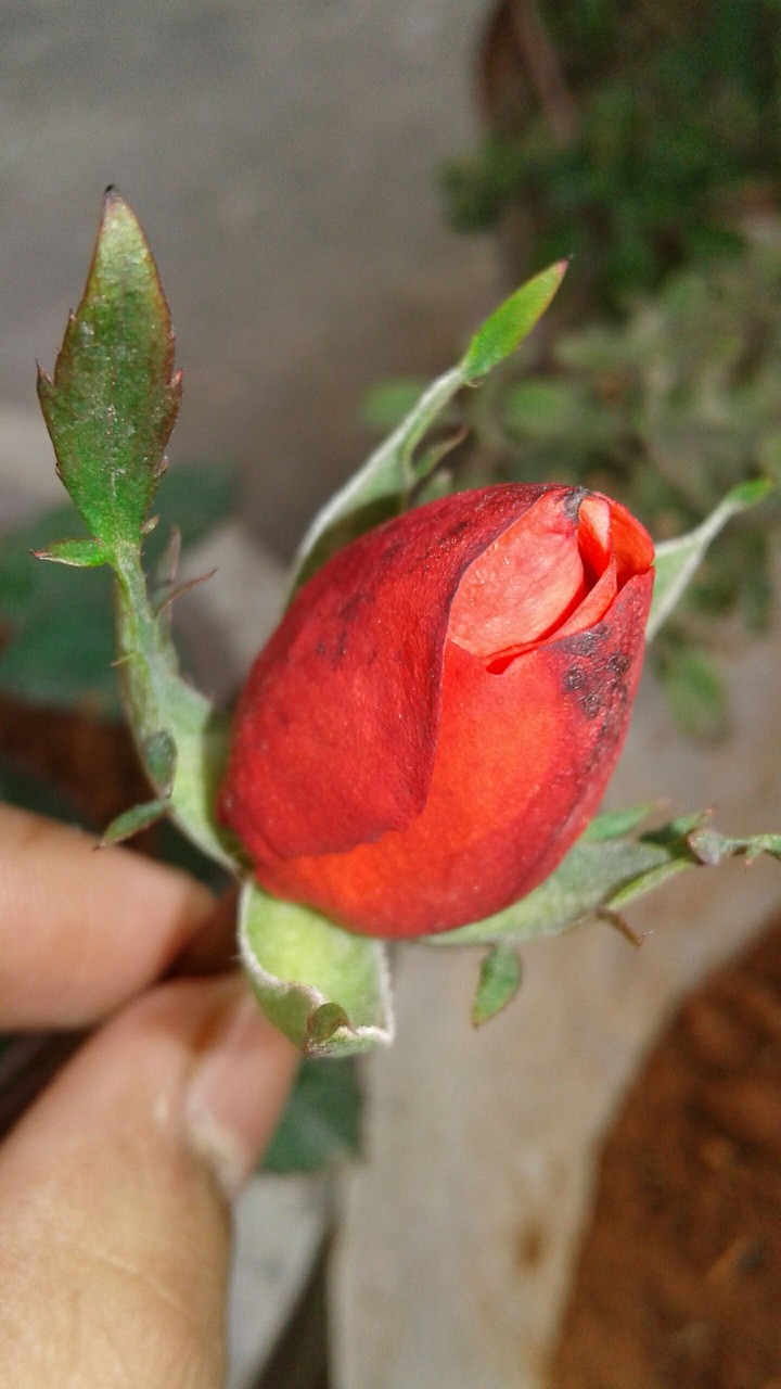 red rose!
