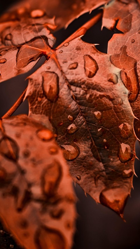 leaf