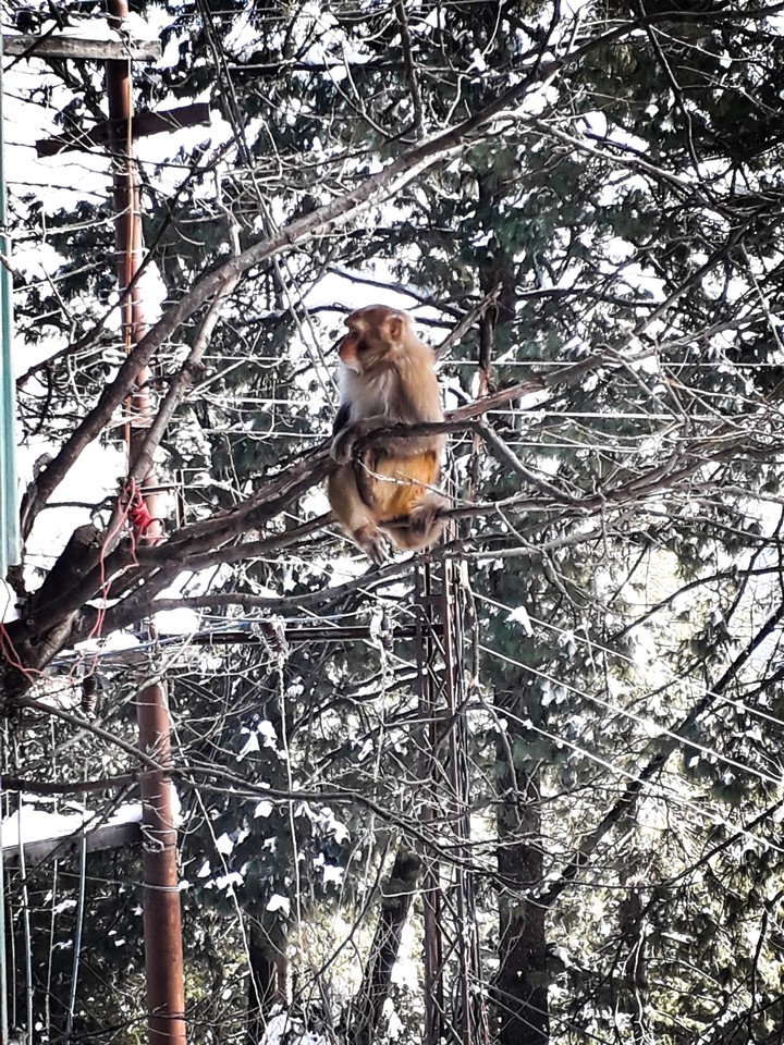 monkey