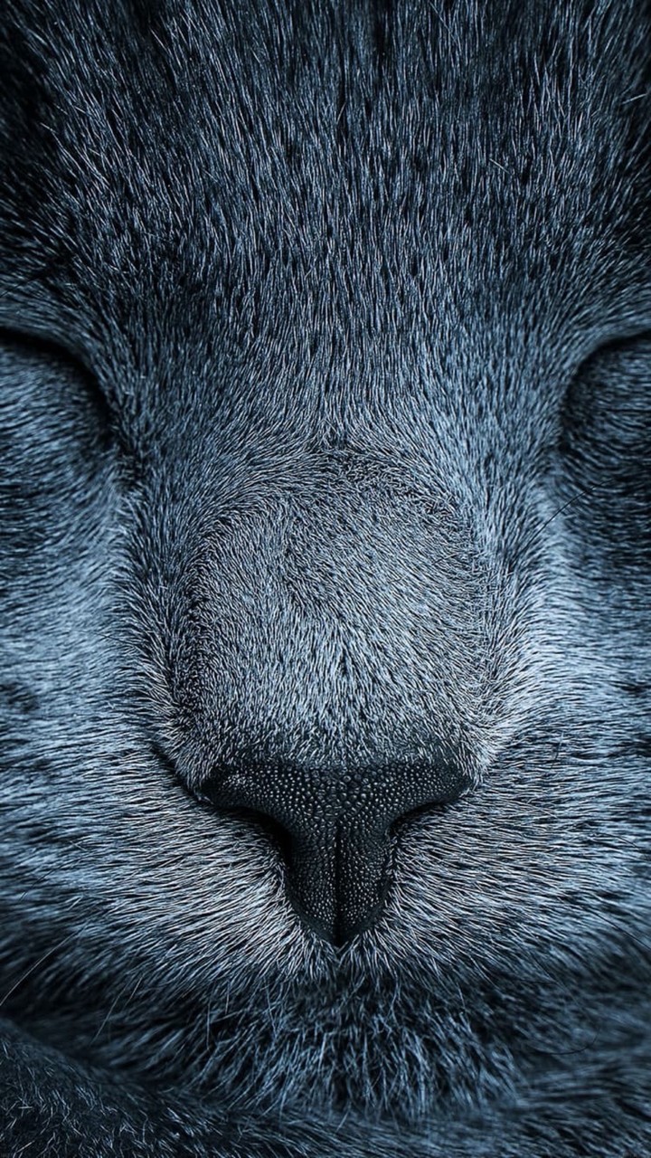 Cat Close Up