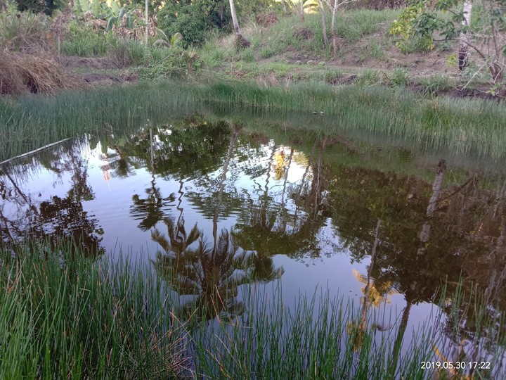 the pond