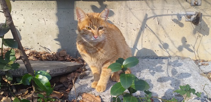 cat