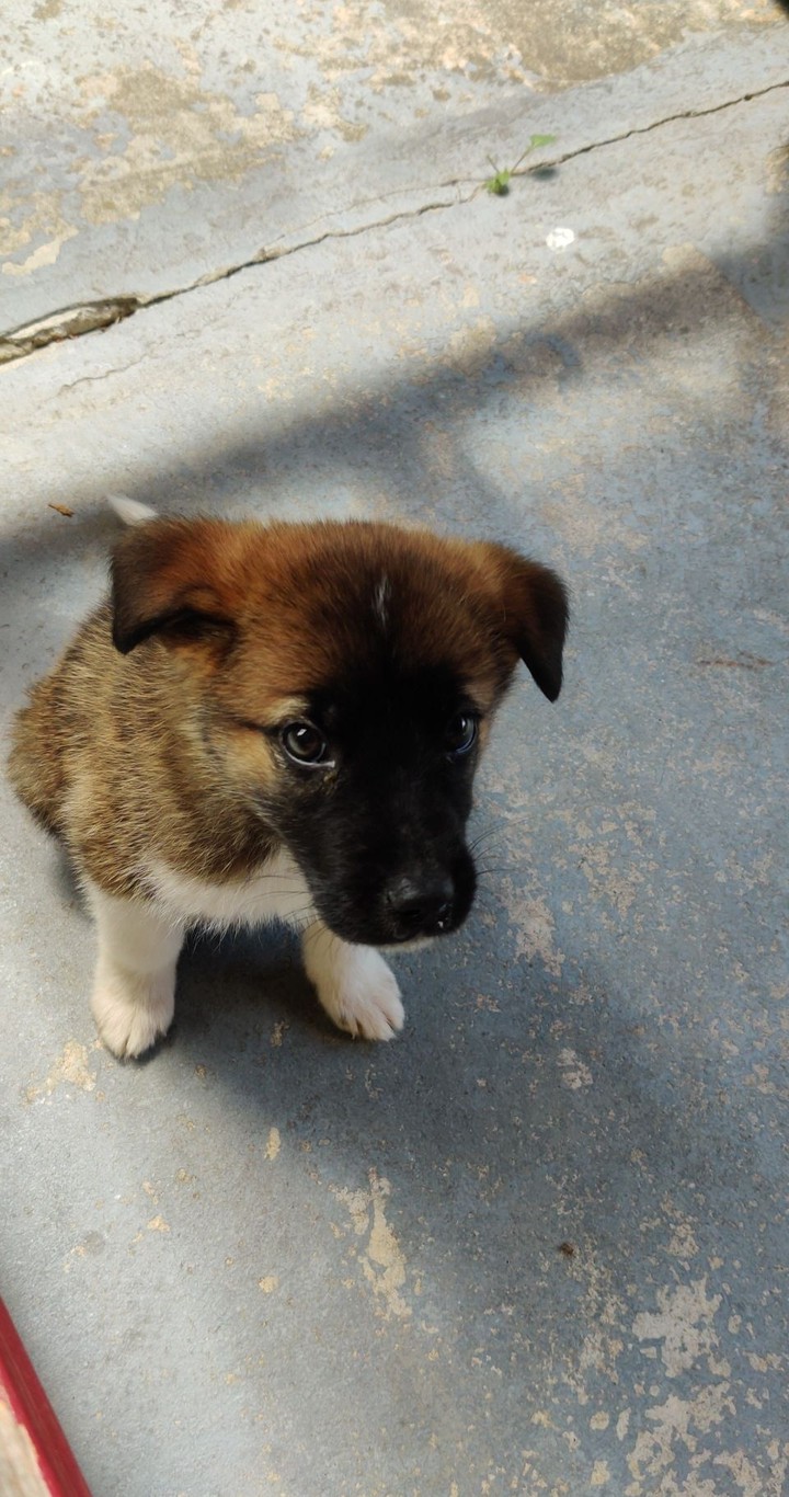 pup